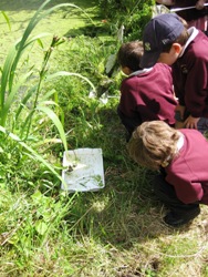 Pond dipping